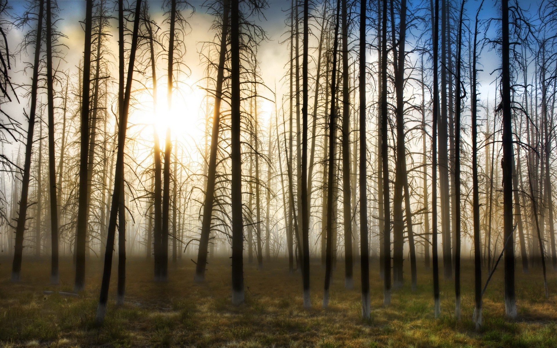 árboles sol niebla