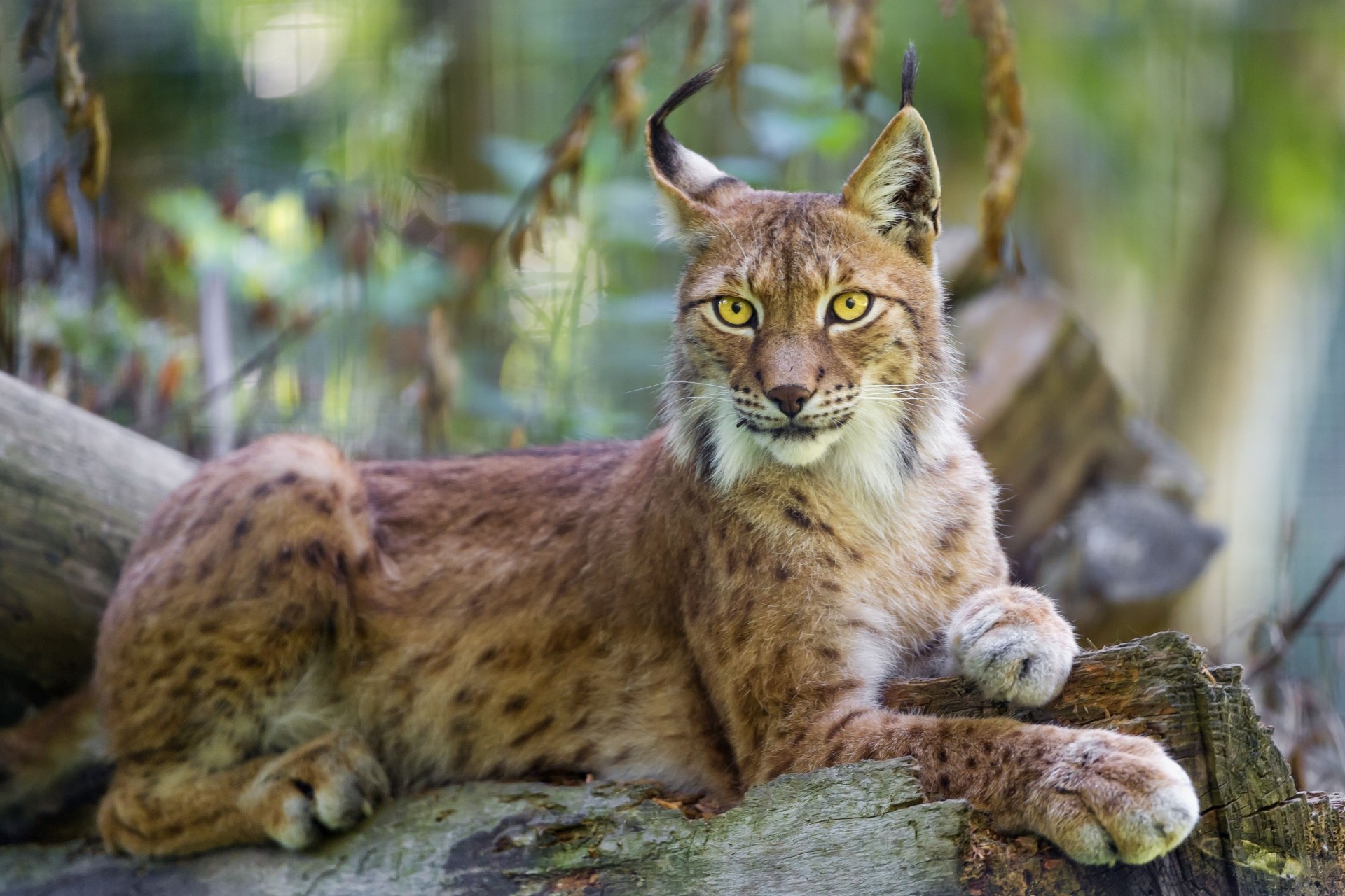 lince gato salvaje vista