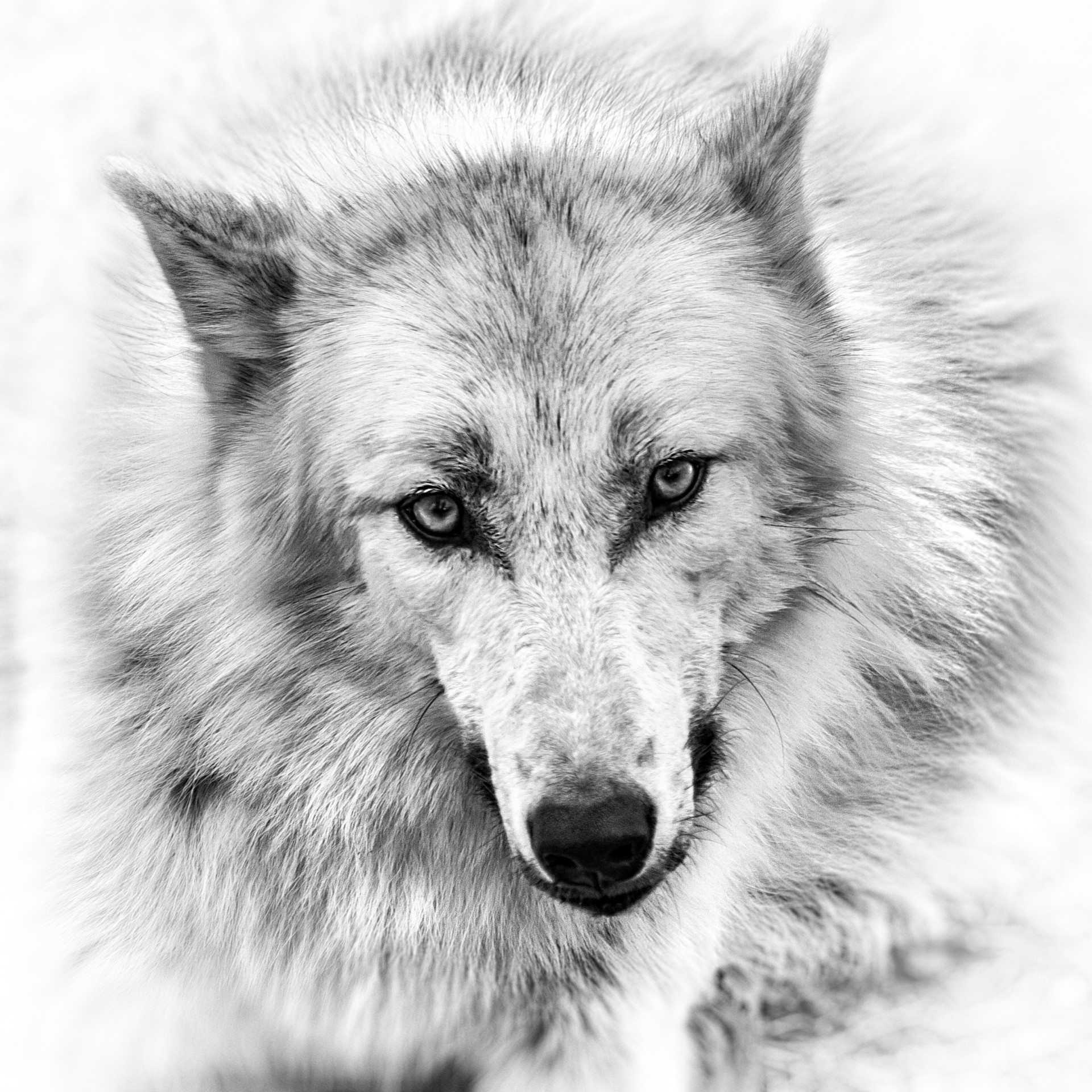 wolf pencil views eyes picture