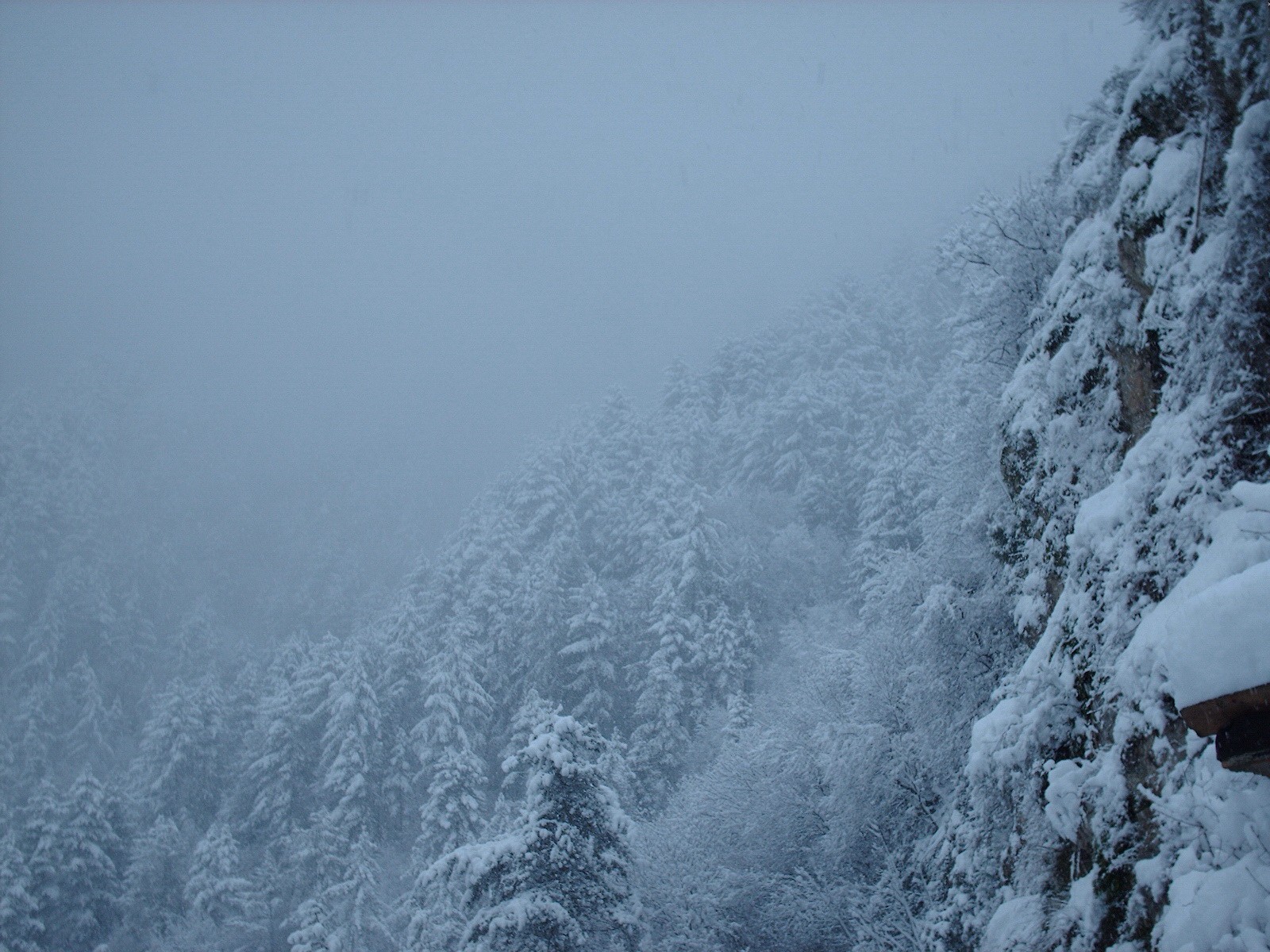 neve inverno foresta alberi