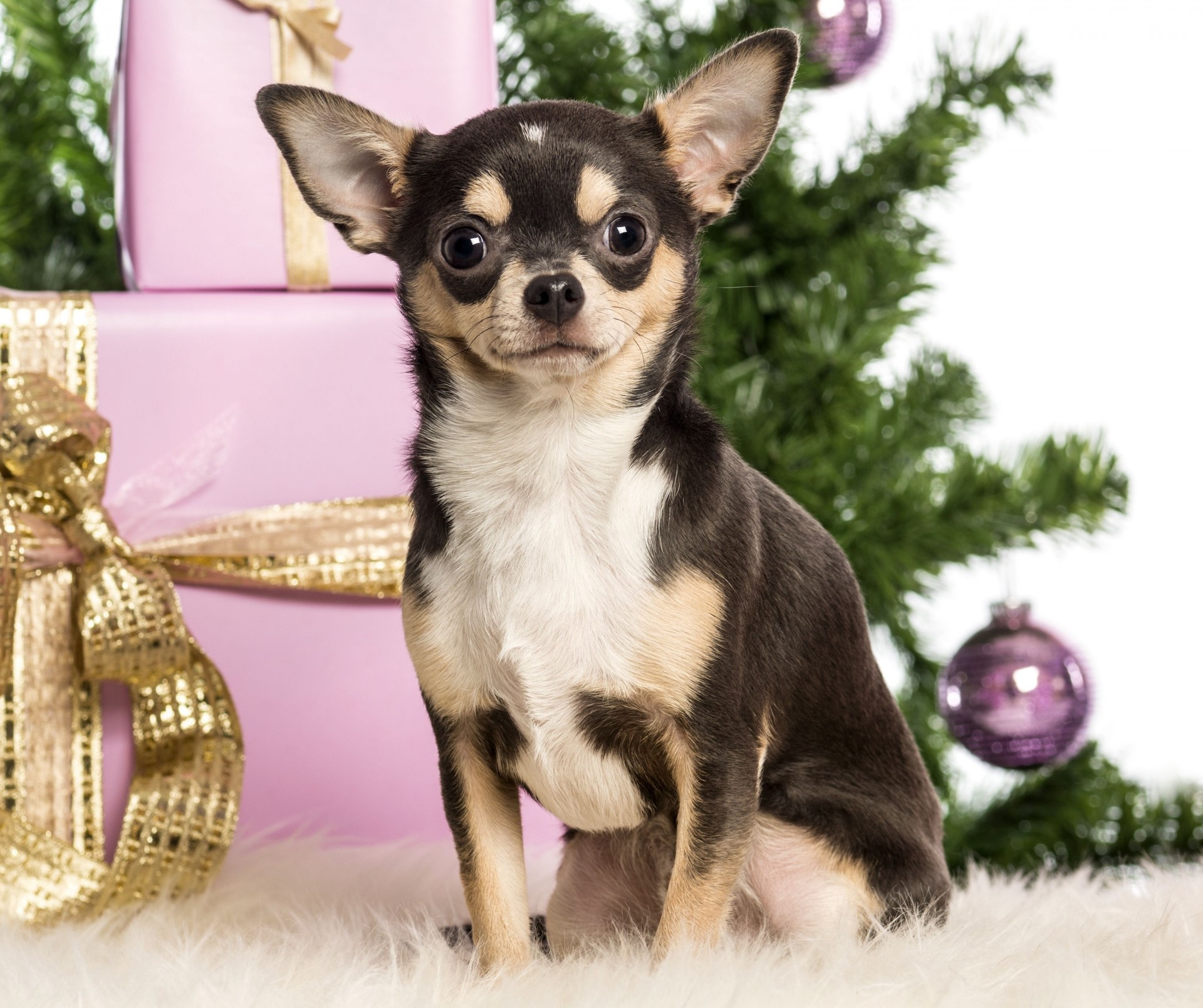 weihnachtsbaum schönheit neujahr chihuahua hund kisten