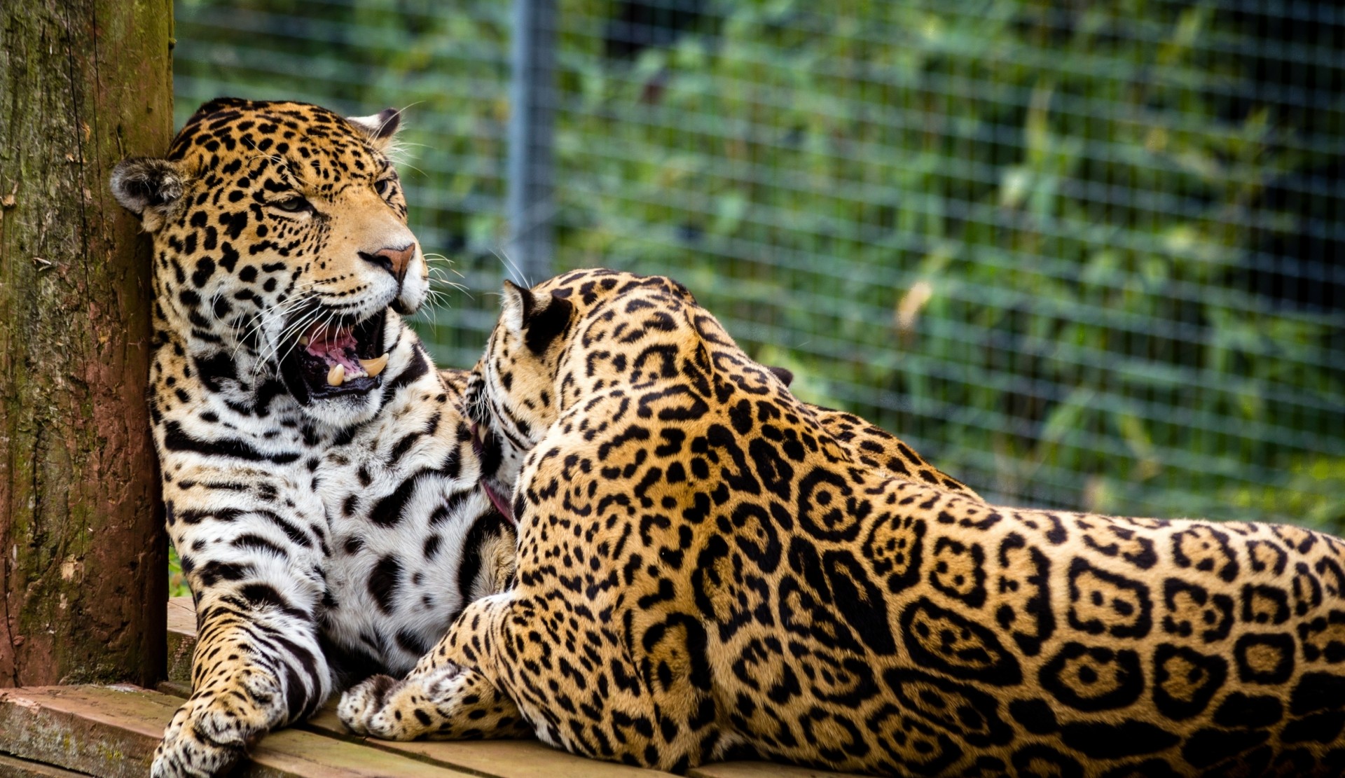 wilde katzen jaguare paar