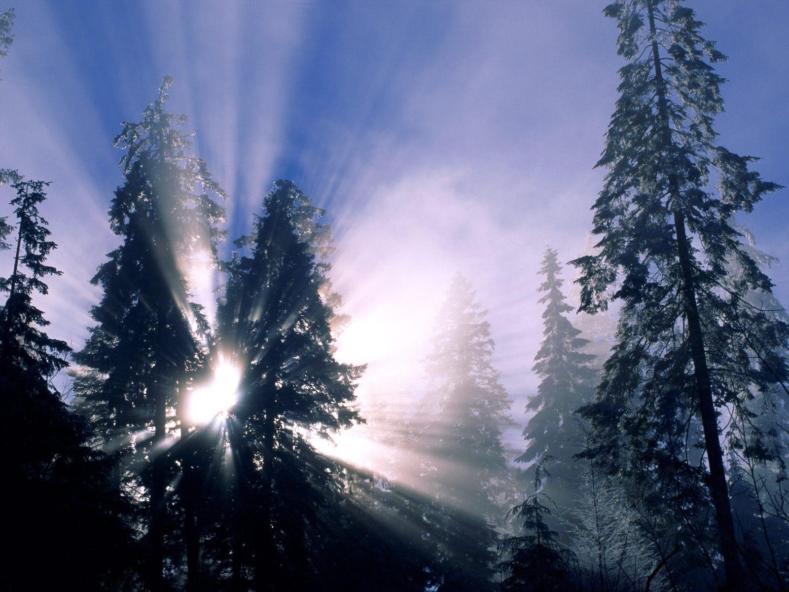 foresta raggi albero di natale inverno