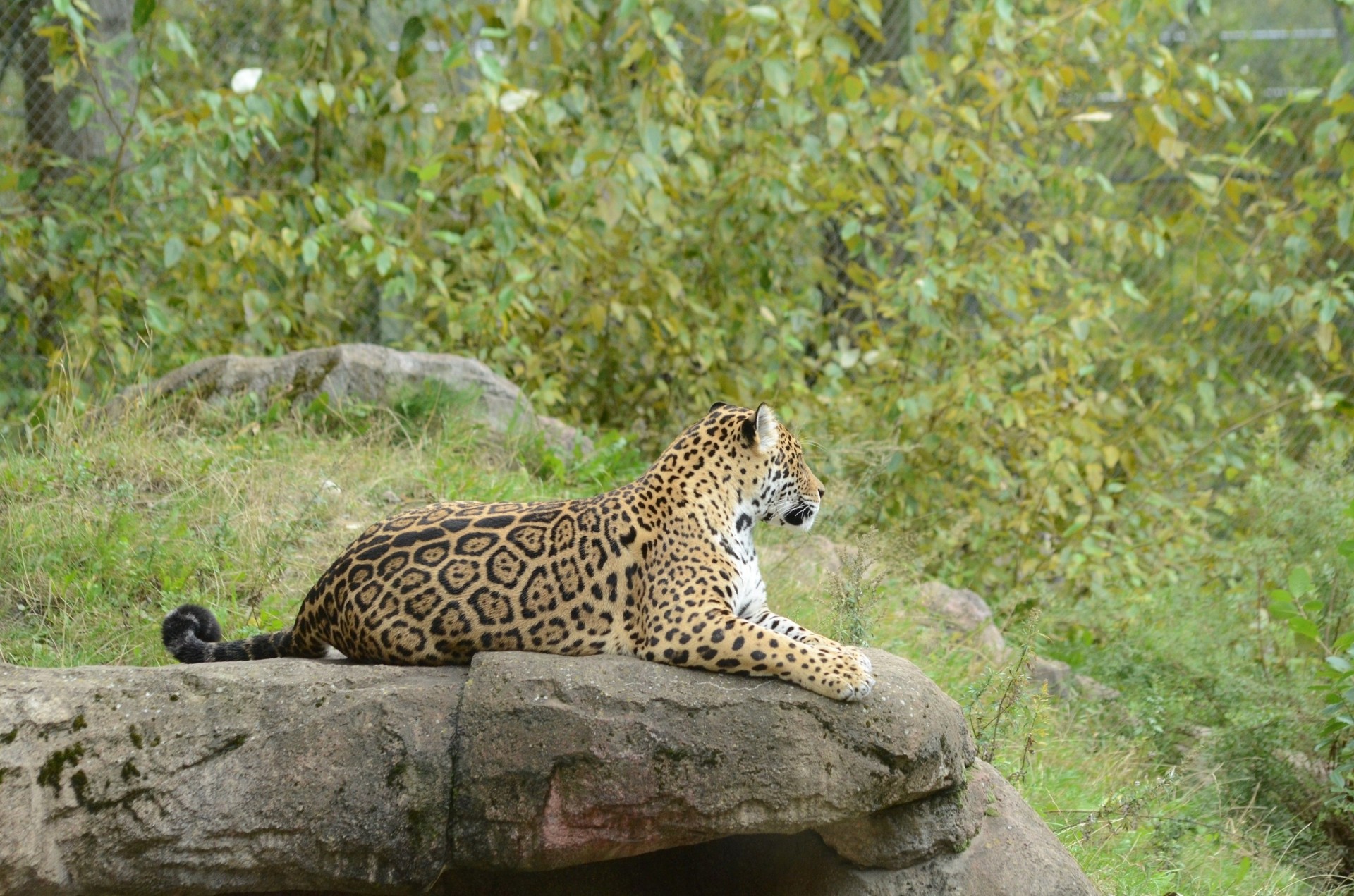 chat sauvage jaguar vacances prédateur