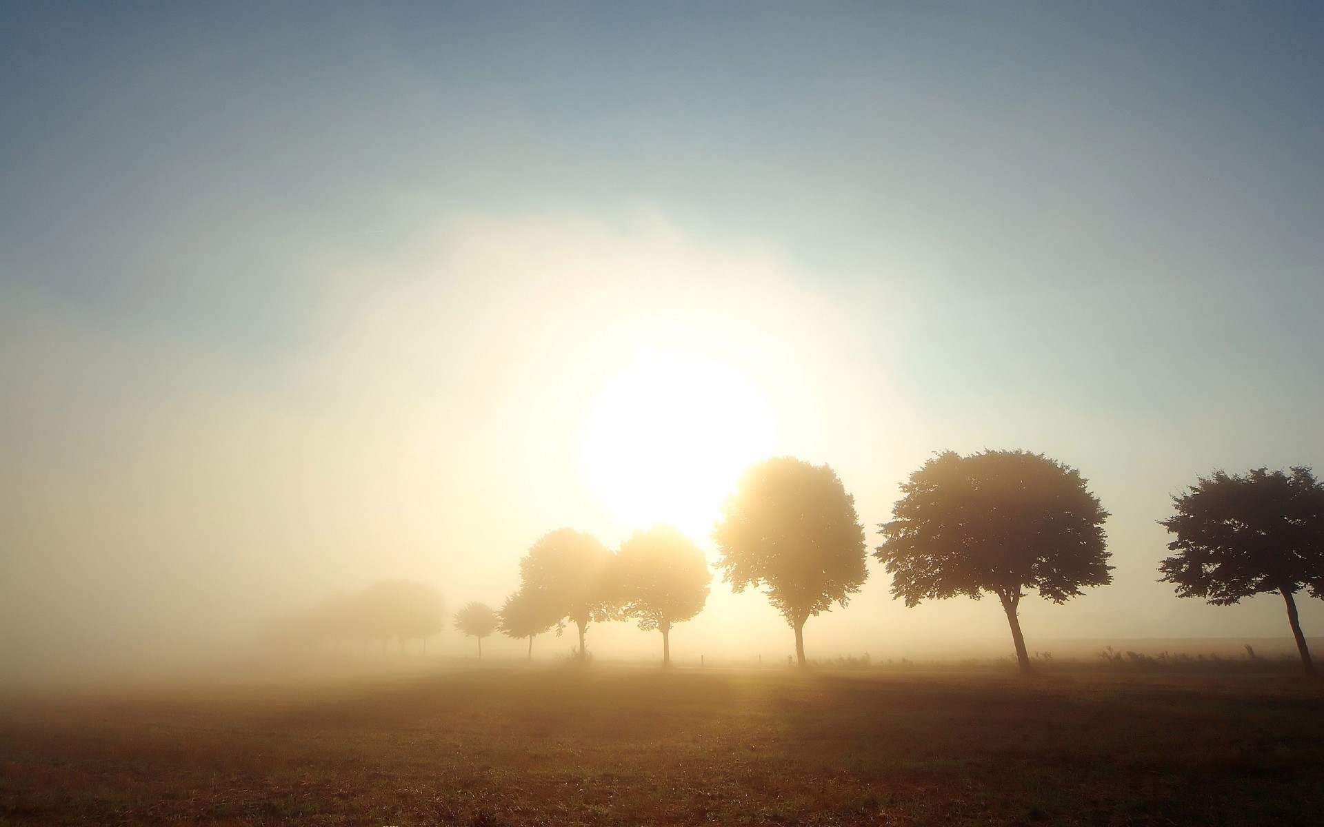 alberi campo nebbia sole