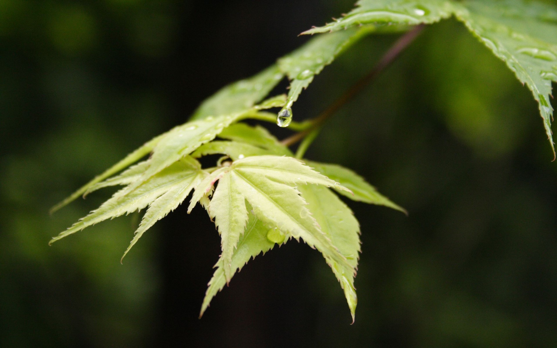 branche feuille érable