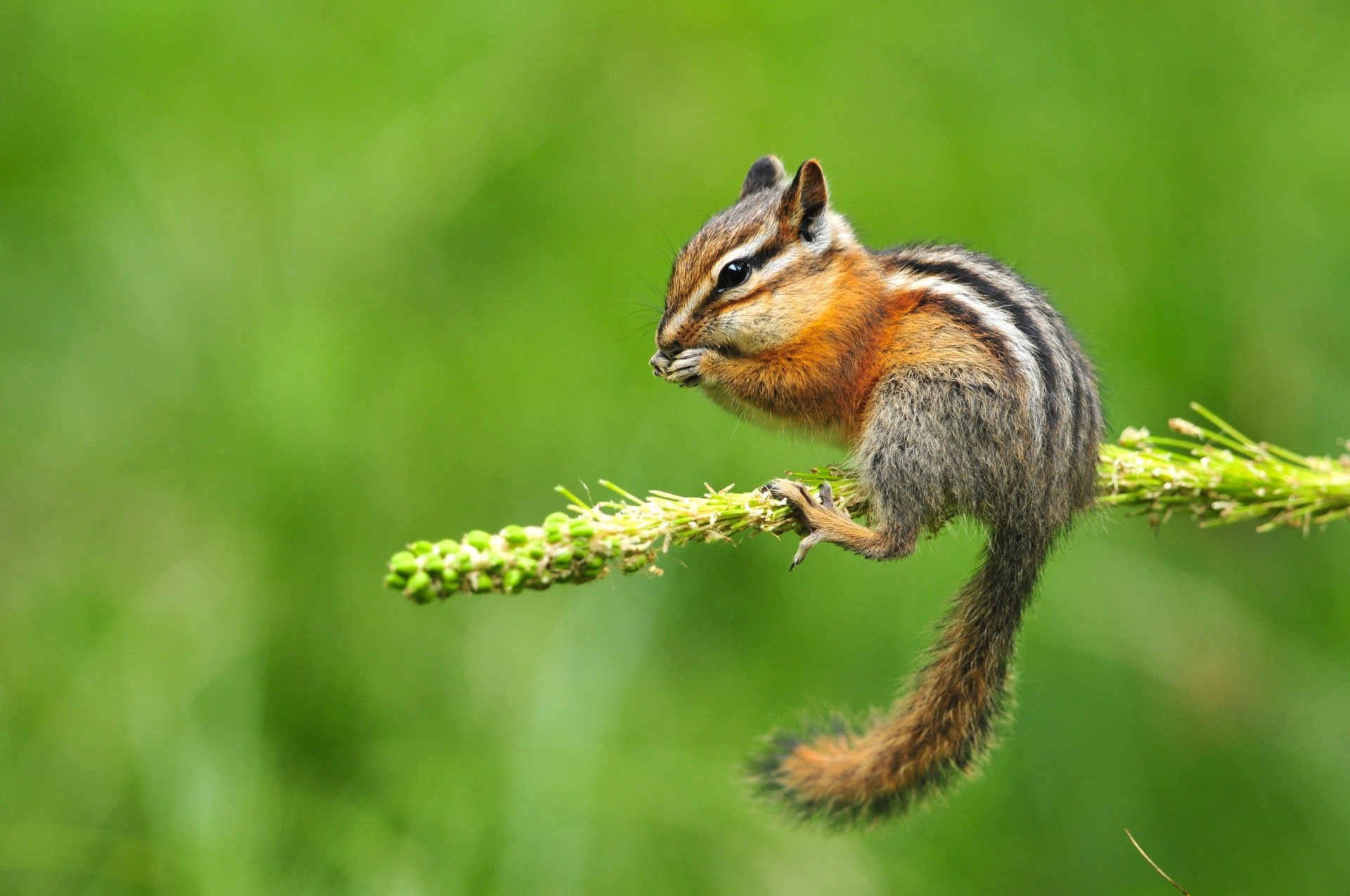 zweig nagetier streifenhörnchen