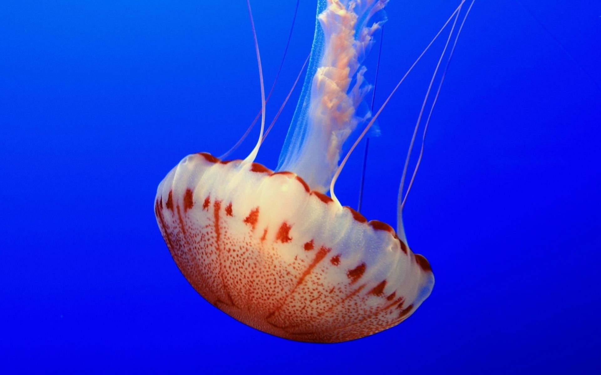 méduse mer sous l eau océan eau