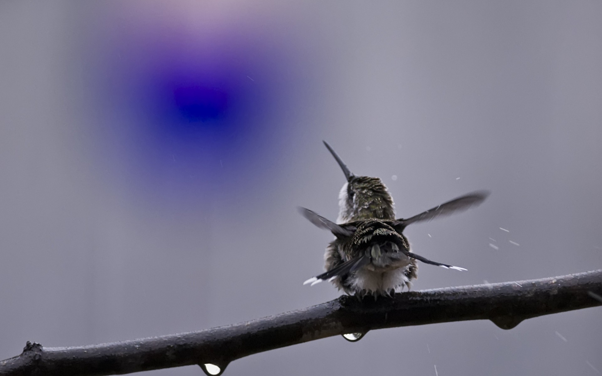 uccelli colibrì bomboletta spray ramo