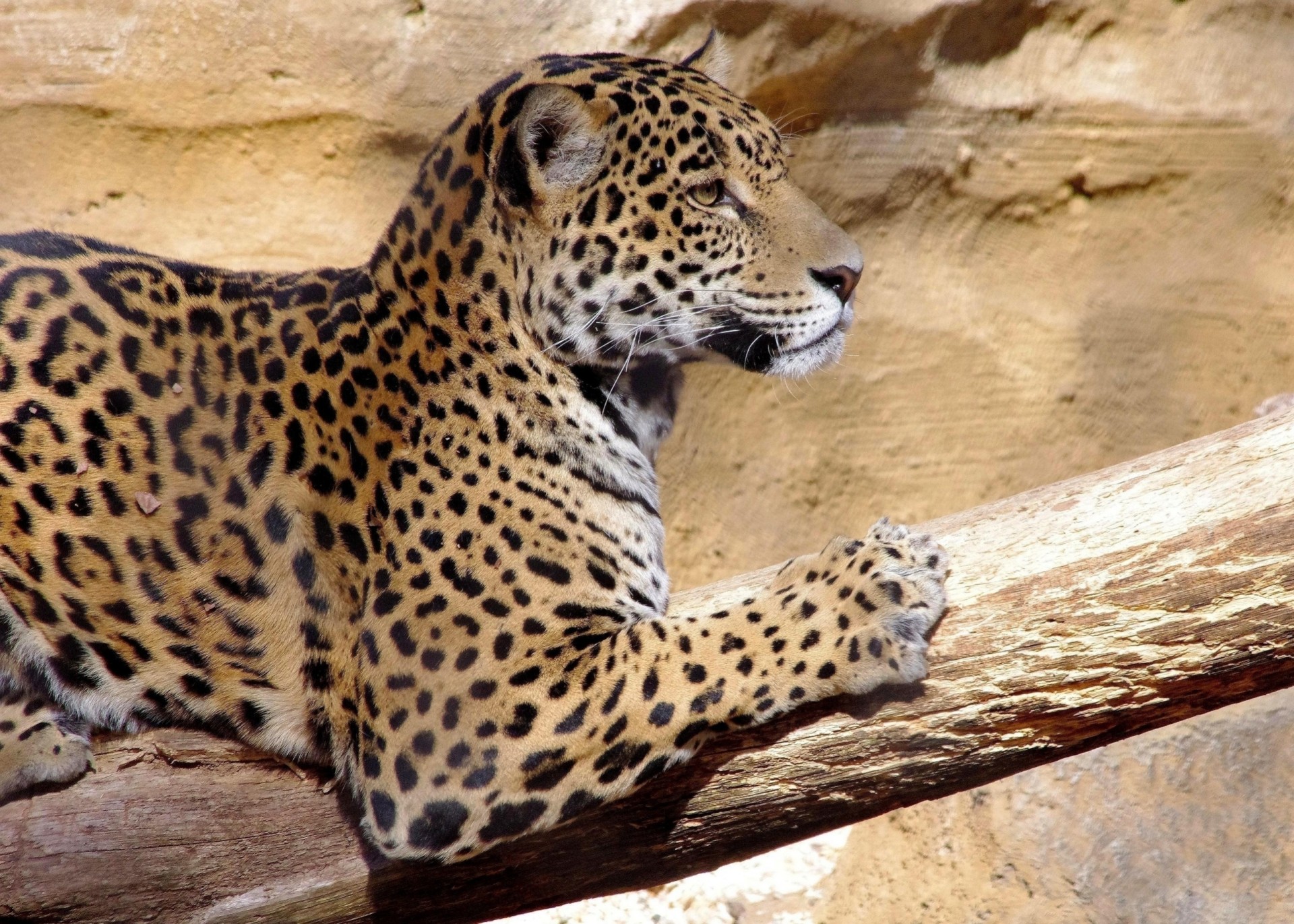 gato salvaje bestia jaguar depredador