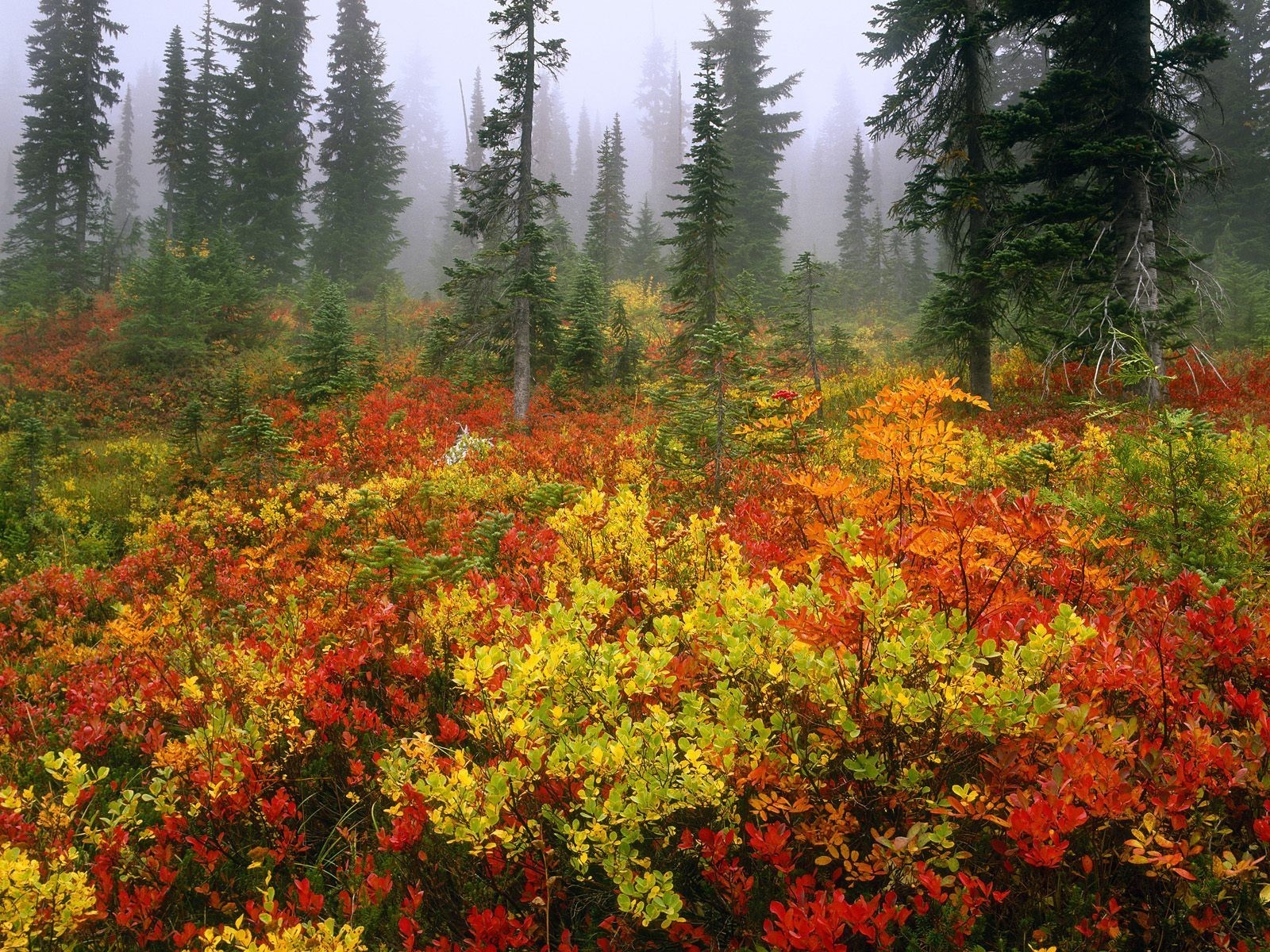 foresta nebbia autunno