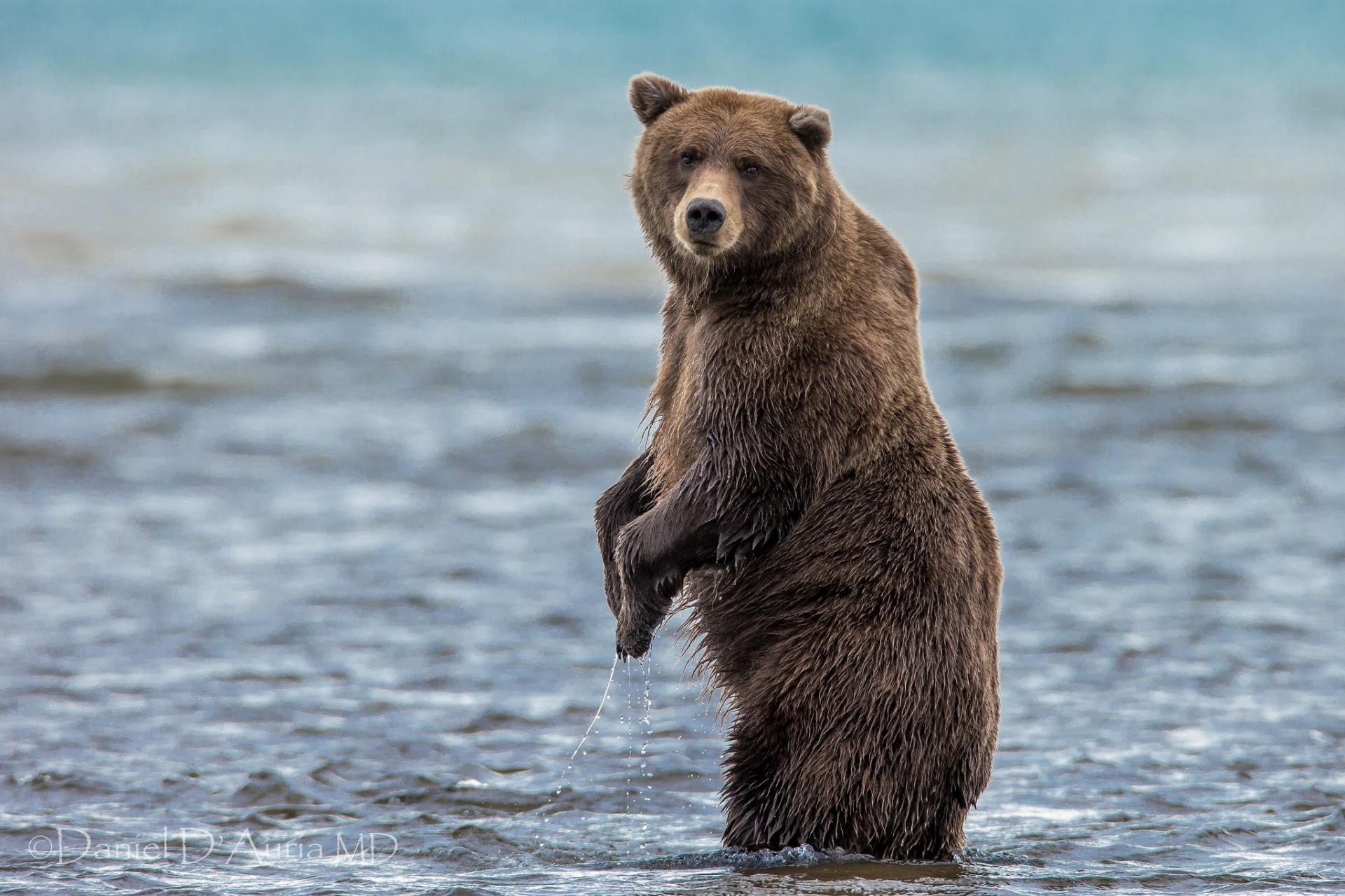 медведь топтыгин вода