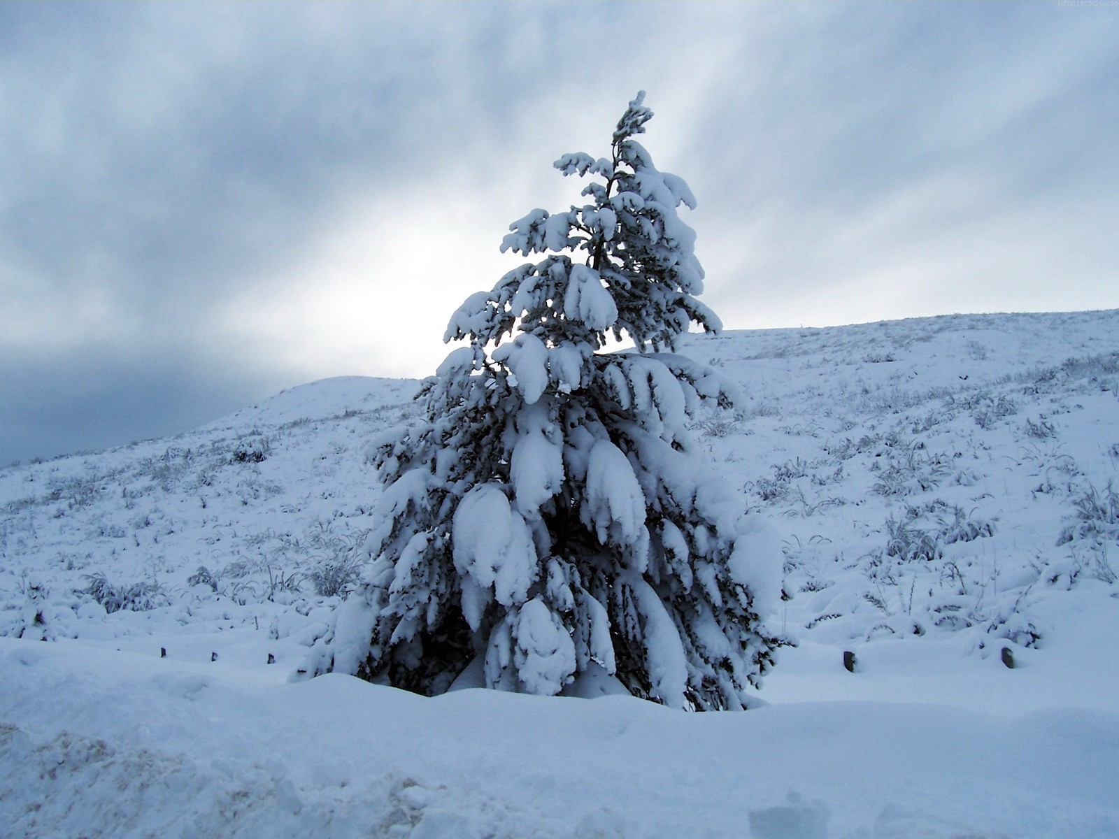 christmas tree winter snow