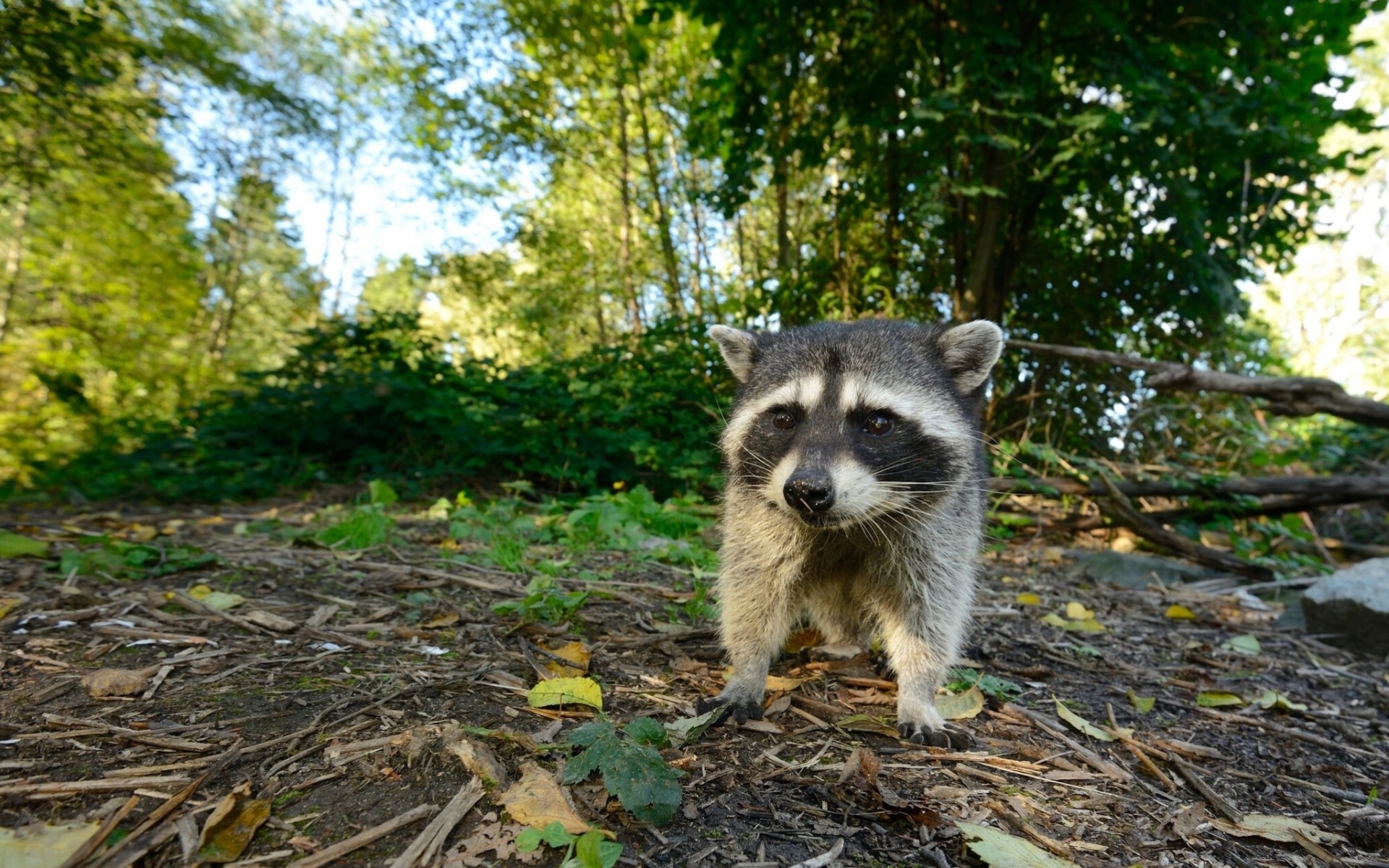 cucciolo procione foresta