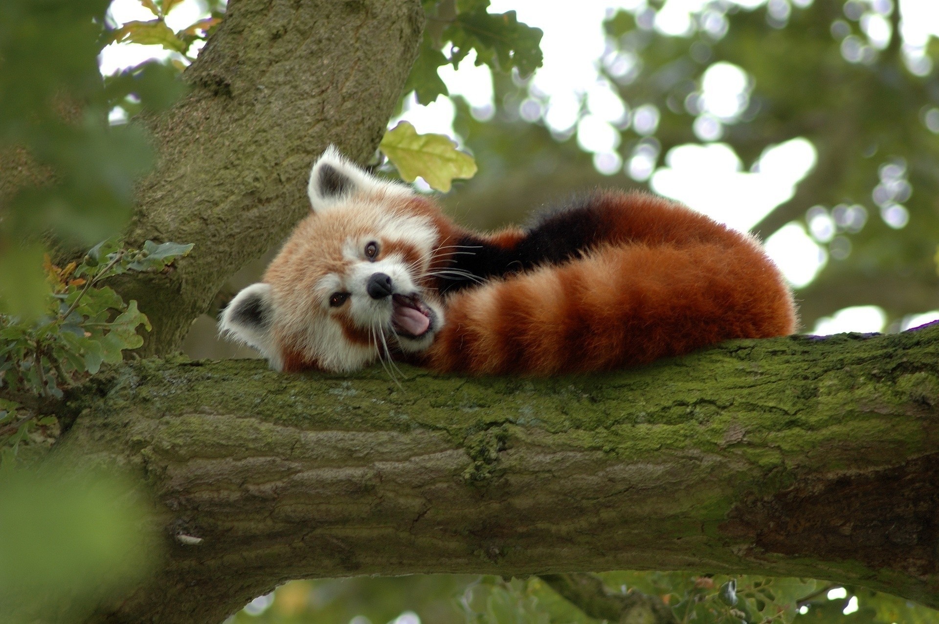 bear panda red tree