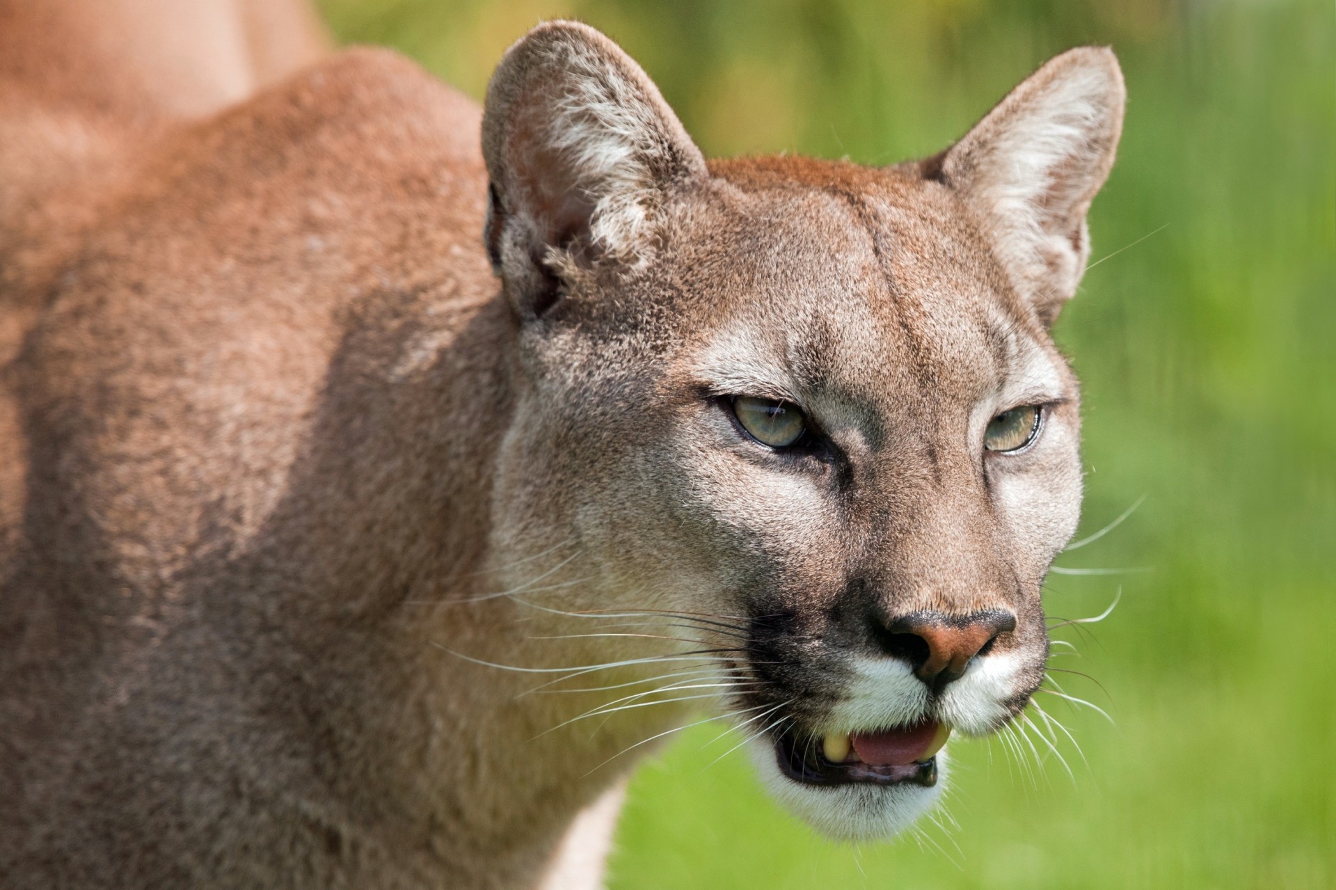 chat sauvage dents puma lion de montagne