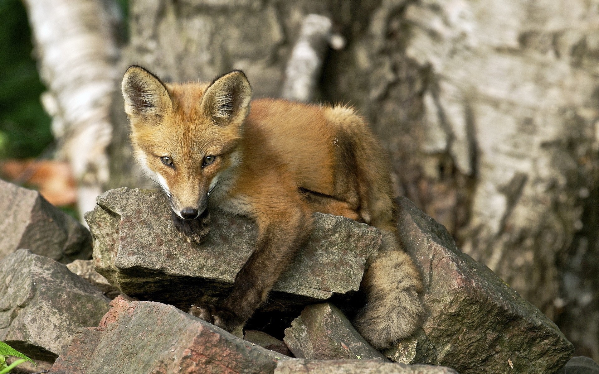 fuchs sommer natur