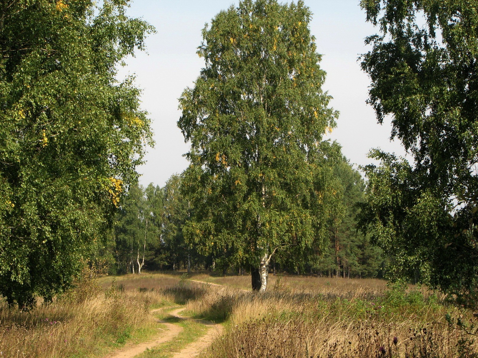 straße bäume gras