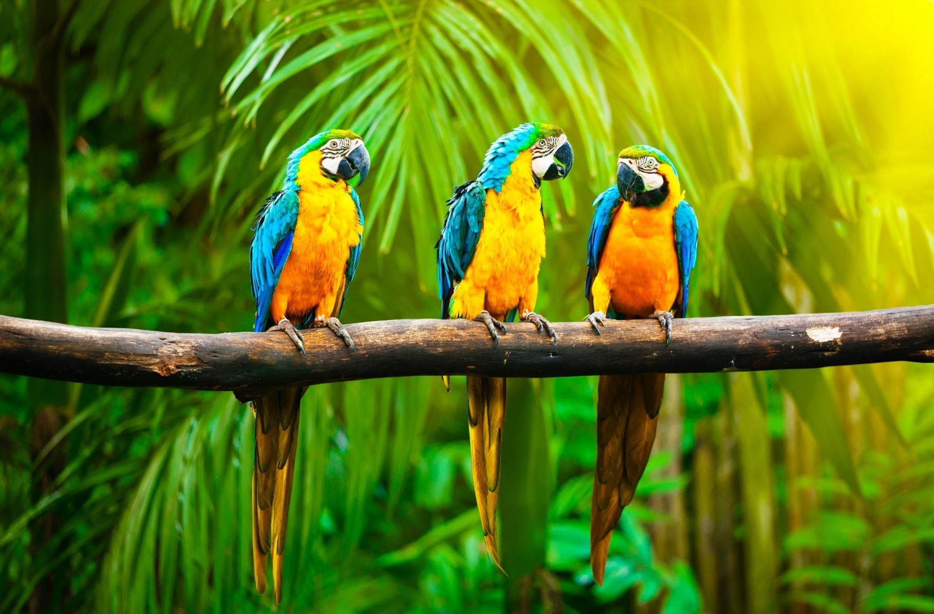 ucranianos selva palmeras fondo naturaleza trópicos azul loros rama amarillo aves