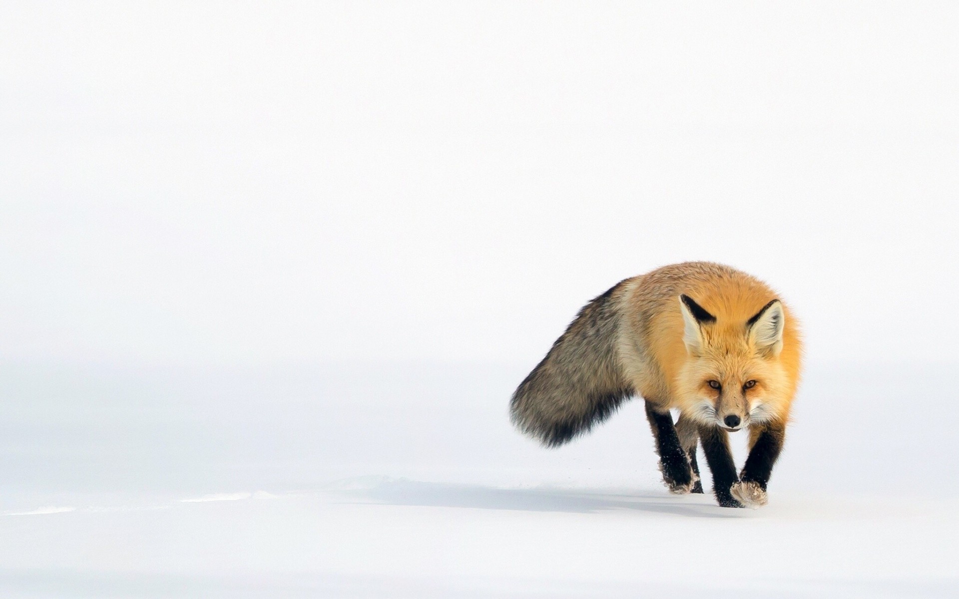 neige renard rouge