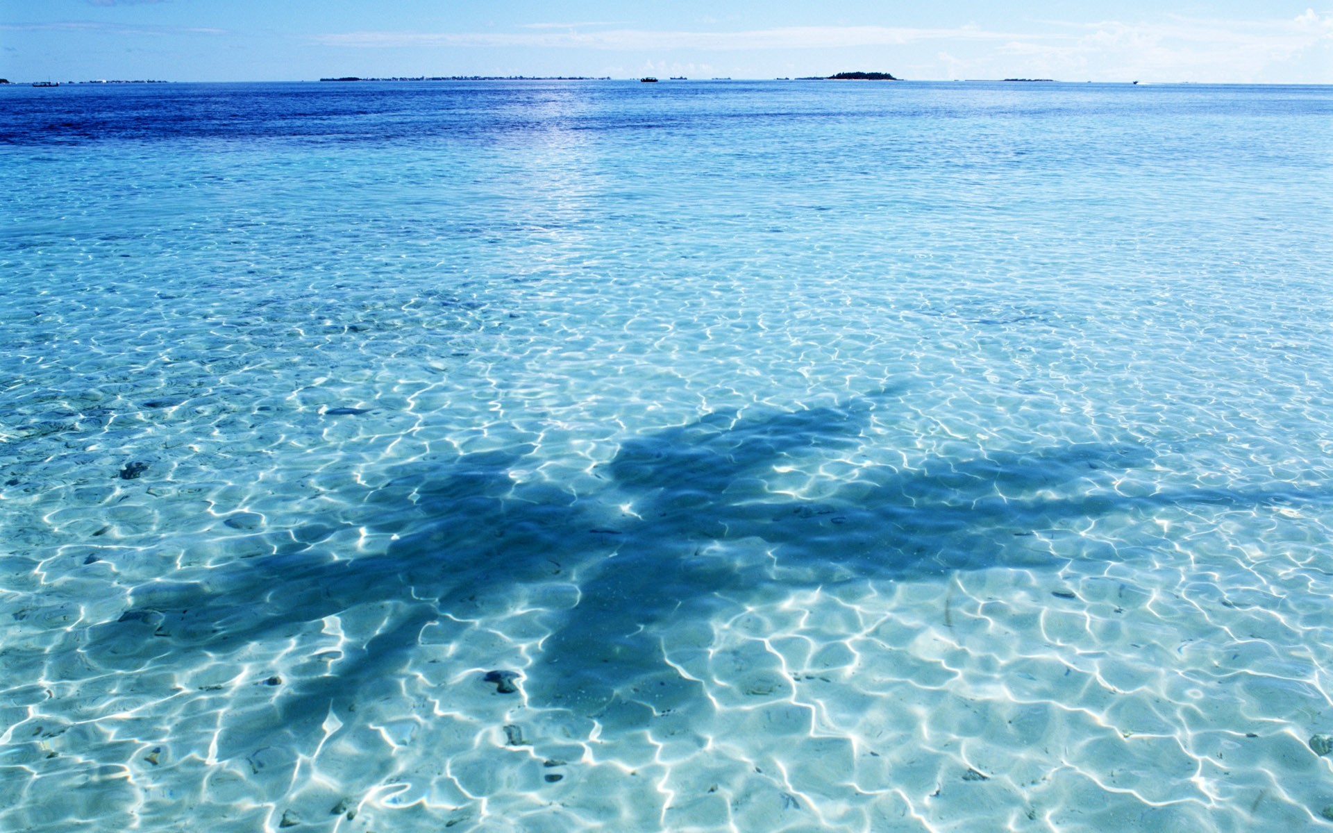 wasser schatten blau palme