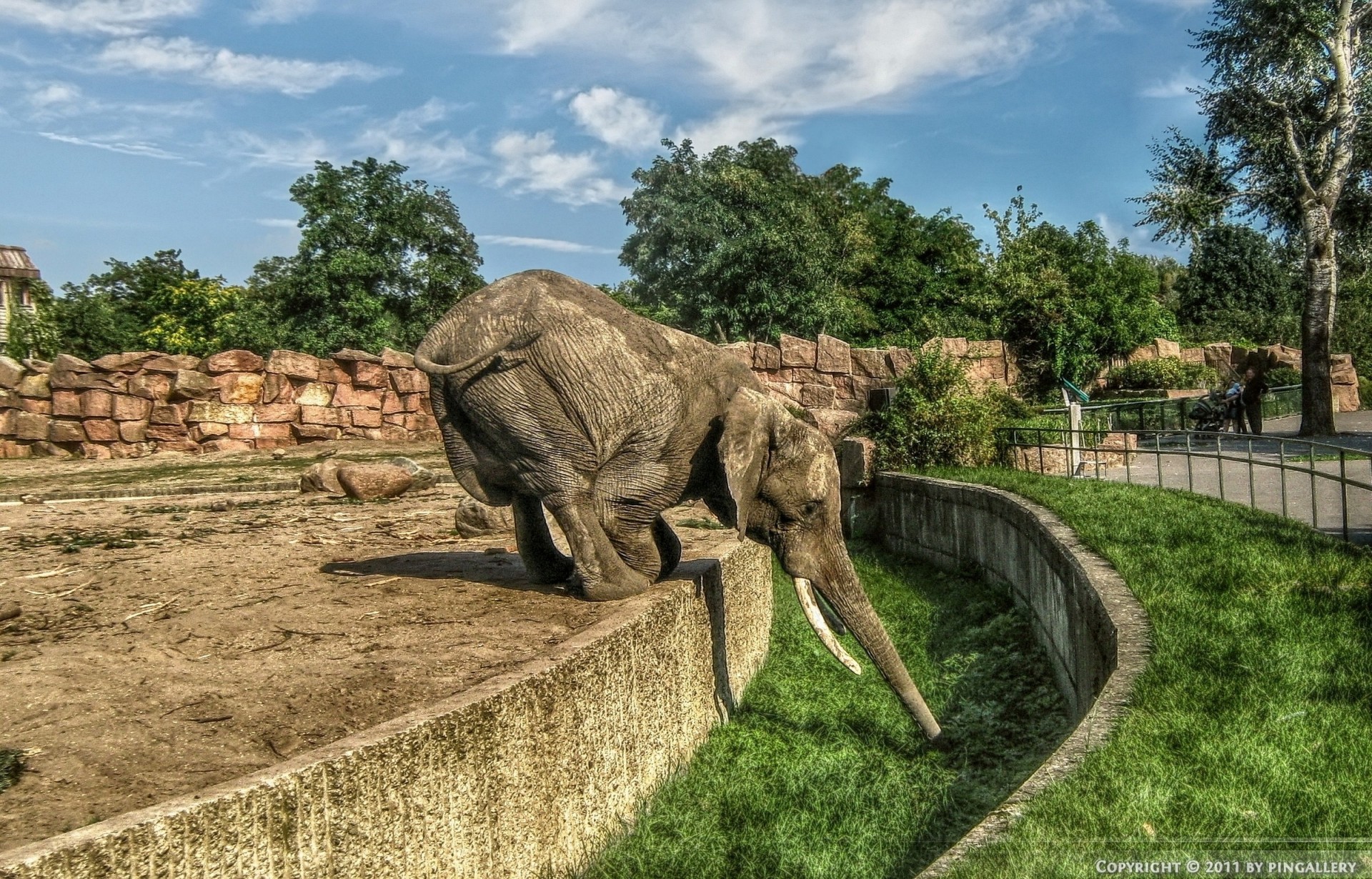 allemagne éléphant lionceau