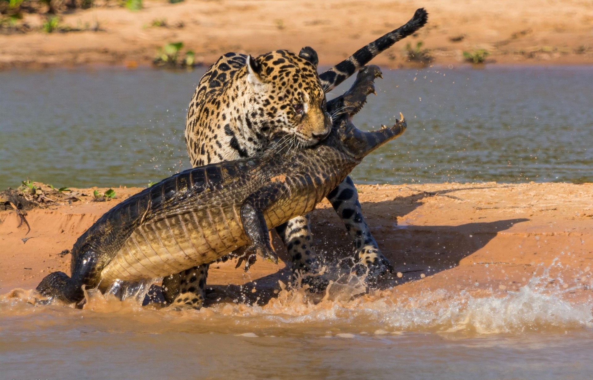 battle crocodile hunt jaguar