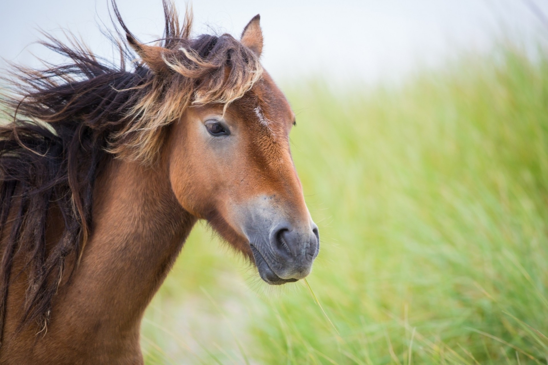 denti testa criniera cavallo vento