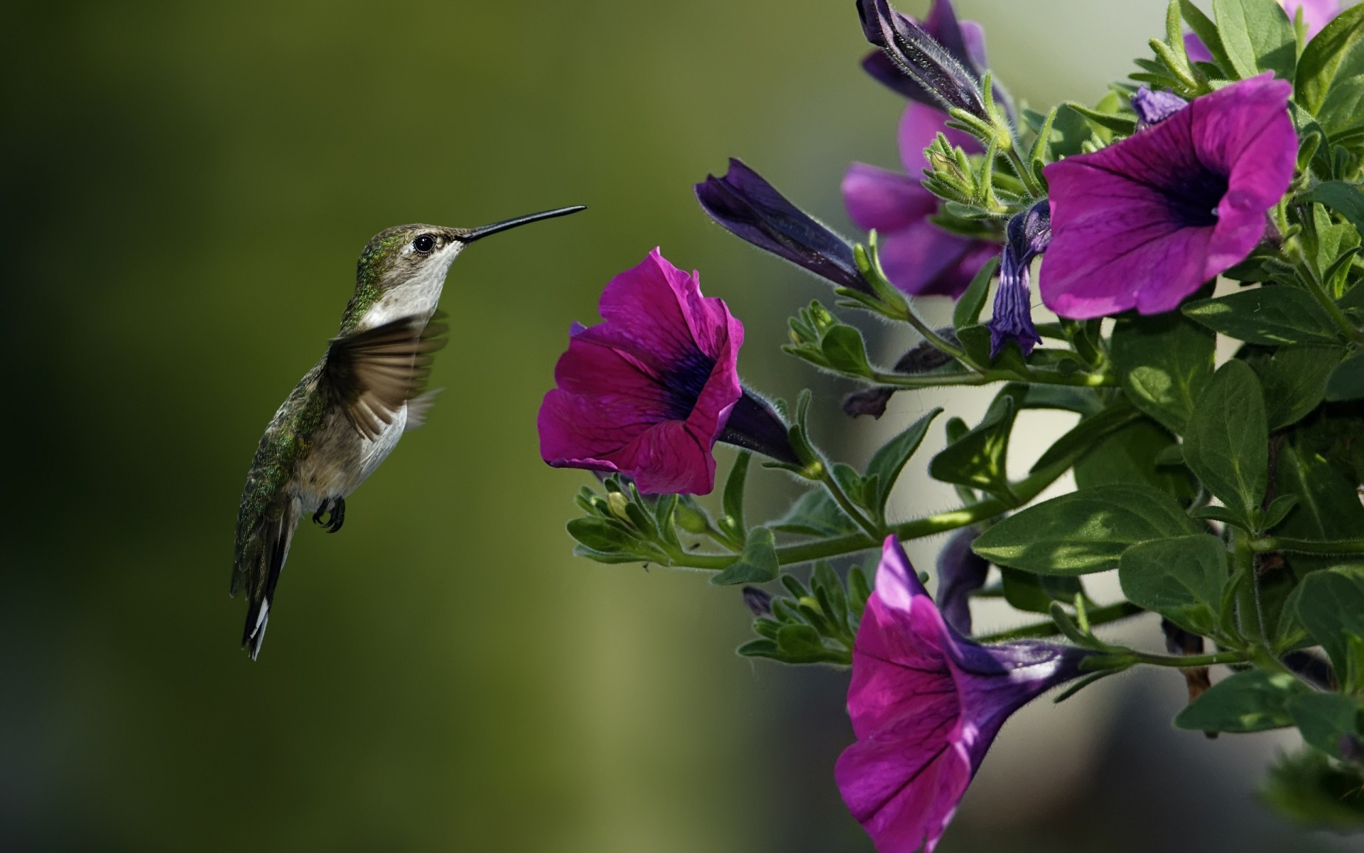 pétunia gros plan colibri