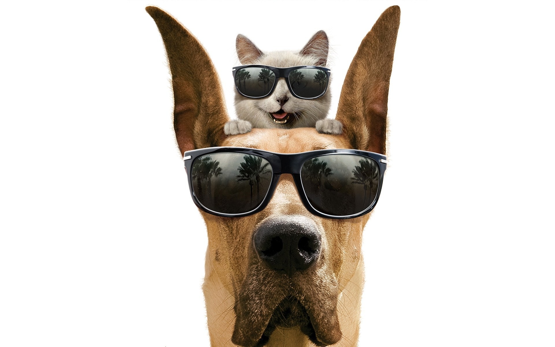 hund sonnenbrille katze weißer hintergrund marmaduk