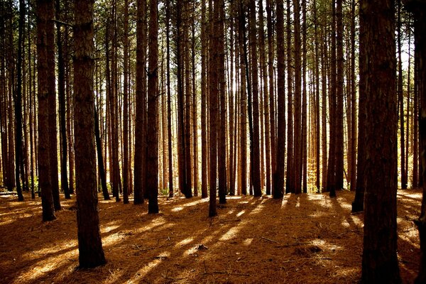 Pine forest. Light breaks through the trees