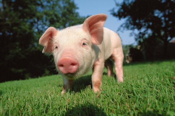 Pequeño cerdito caminando sobre la hierba