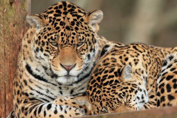 Blissful rest of wild cats. Two jaguars together