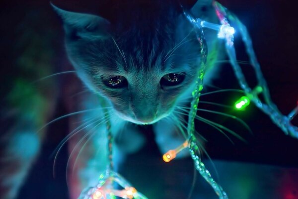 Gato jugando con guirnalda de Navidad