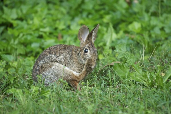 Der Hase ruht auf einer grünen Wiese