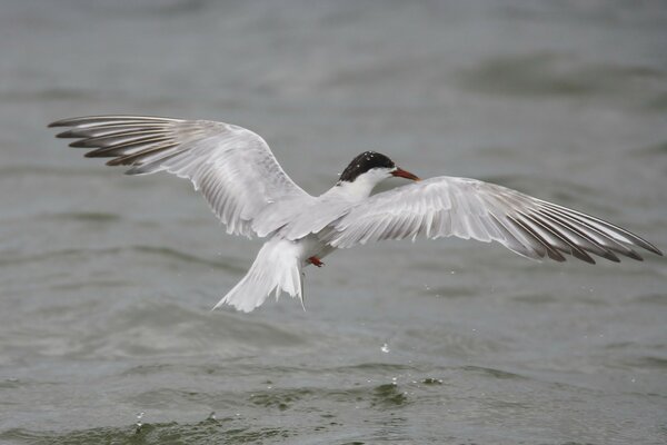 A grey gull flies over the water