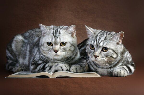 A striped couple and a big book