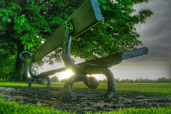 Banc sur l herbe près de l arbre