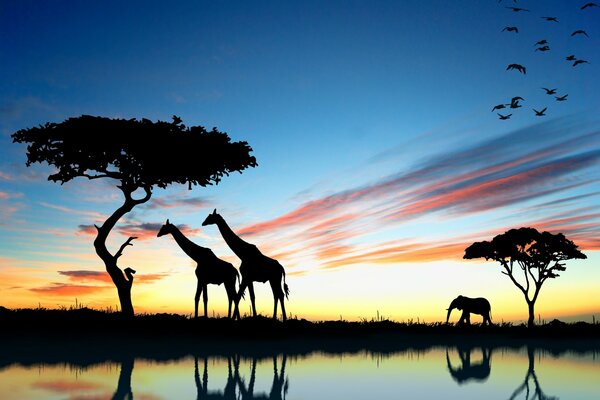 Al atardecer, dos jirafas y un elefante caminan