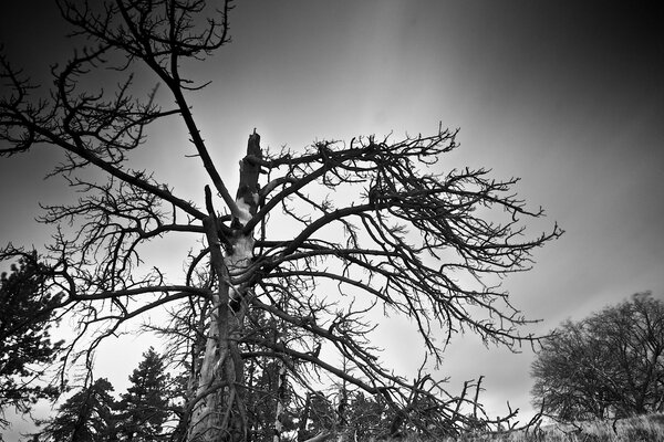 Photo en noir et blanc d un arbre avec des branches courbes
