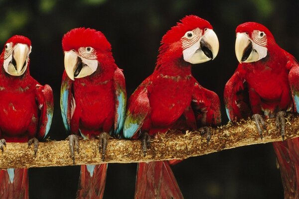 Четыре красных попугая на ветке