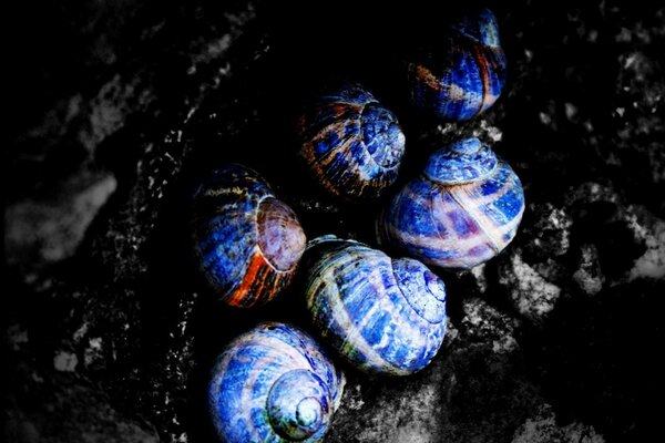 Blaue Muscheln auf schwarzem Stein