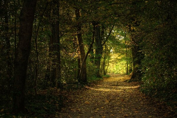 Feuilles mortes sur un sentier forestier entre les arbres