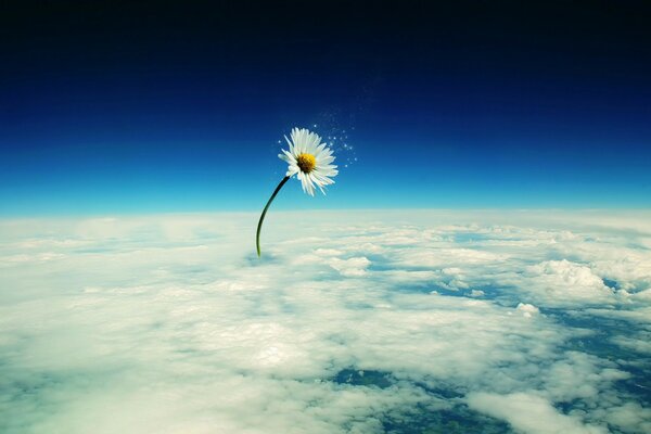 Marguerite abstraite au milieu des nuages froids