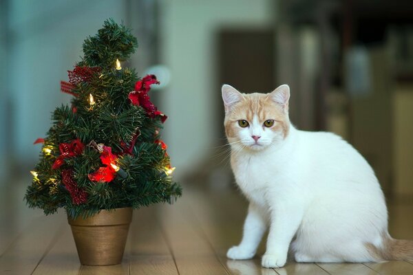 Gato blanco y árbol de Navidad en miniatura