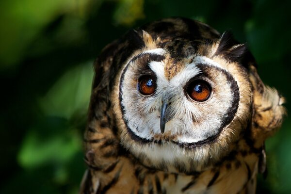 Chouette aux yeux bruns dans la nature