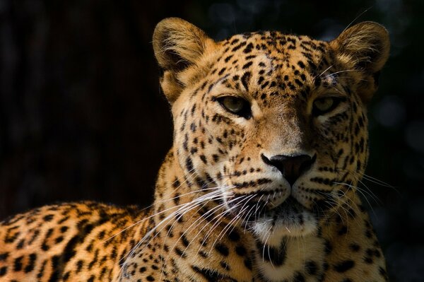 Leopardo sobre fondo oscuro