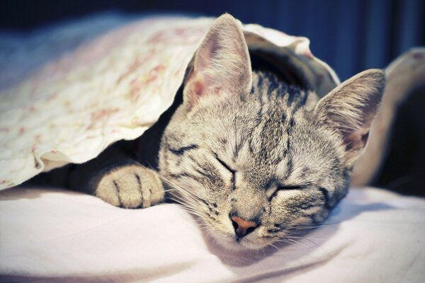 El gato rayado duerme cómodamente sobre una manta