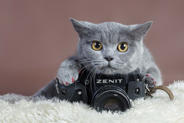 Foto de gato con cámara Zenit