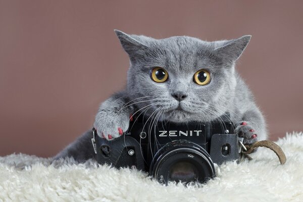 Фото кота с фотокамерой зенит